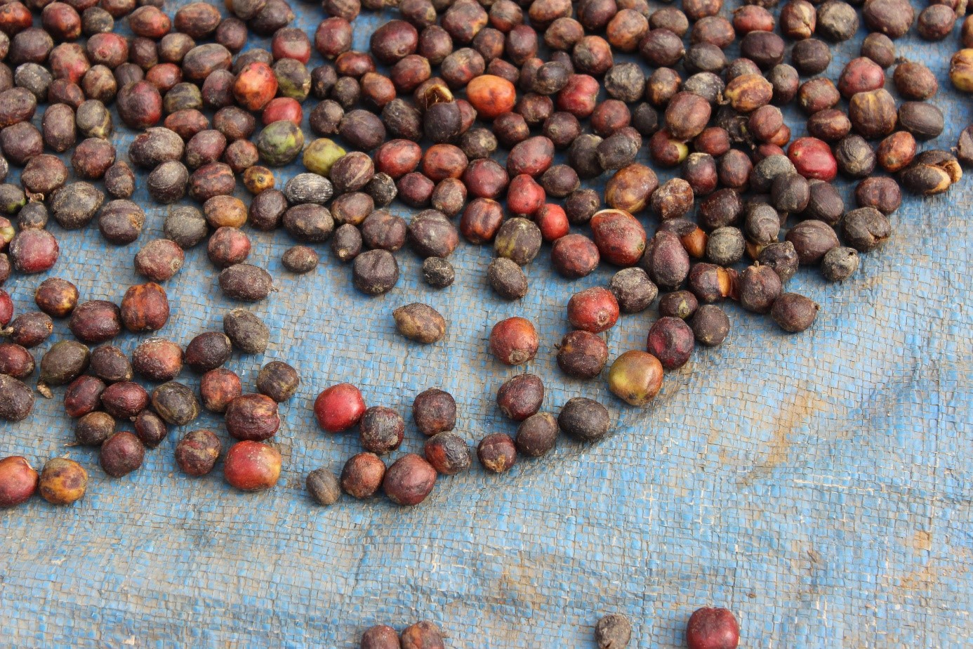 Kaffeesteuer für fairen Kaffee abschaffen!