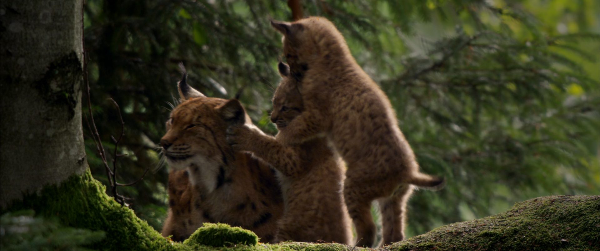 Der Wilde Wald | 22.05., 18 Uhr